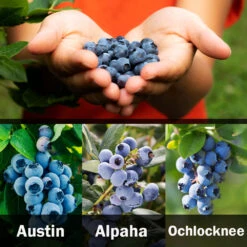 3-in-1 Blueberry Bush (Southern Highbush) 9 3-in-1 Blueberry Bush (Southern Highbush) -Fast Growing Trees Shop 3 up Southern 2 Austin