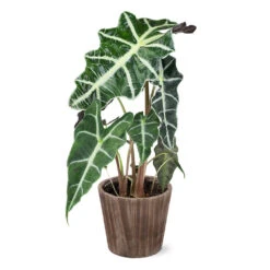 Alocasia Polly With Decorative Pot 14 Alocasia Polly With Decorative Pot -Fast Growing Trees Shop 5IN Brown Wilson with Alocasia Poly e43f88d9 a535 43db b620 678cc676ce45