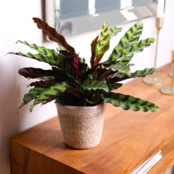 Calathea Rattlesnake With Decorative Pot -Fast Growing Trees Shop 5IN Brown Wilson with Calathea Rattlesnake 7