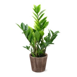 5-Inch ZZ Plant In Decorative Pot 7 5-Inch ZZ Plant In Decorative Pot -Fast Growing Trees Shop 5IN Brown Wilson with ZZ