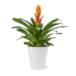 5-Inch Bromeliad In Decorative Pot -Fast Growing Trees Shop 5IN Evi Orange Intenso Bromeliad with Moss Topping