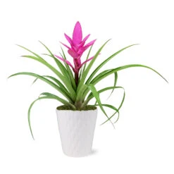 5-Inch Bromeliad In Decorative Pot -Fast Growing Trees Shop 5IN Evi Pink Antonio Bromeliad with Moss Topping 1