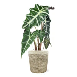 Alocasia Polly With Decorative Pot 15 Alocasia Polly With Decorative Pot -Fast Growing Trees Shop 5IN Jute with Alocasia Poly 39282069 e2ce 4123 89c6 404869a804ad