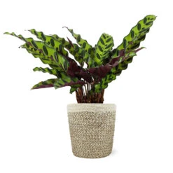 Calathea Rattlesnake With Decorative Pot -Fast Growing Trees Shop 5IN Jute with Calathea Rattlesnake 8712e748 cba2 4cdf a992 b68b5f554875