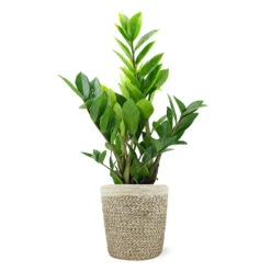 5-Inch ZZ Plant In Decorative Pot 9 5-Inch ZZ Plant In Decorative Pot -Fast Growing Trees Shop 5IN Jute with ZZ 1a07c7a6 5ad0 44c5 b0da 41fcc0b7d538