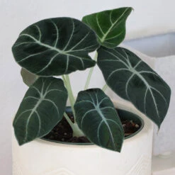 Alocasia Black Velvet 7 Alocasia Black Velvet -Fast Growing Trees Shop ALocasia Black Velvet 7
