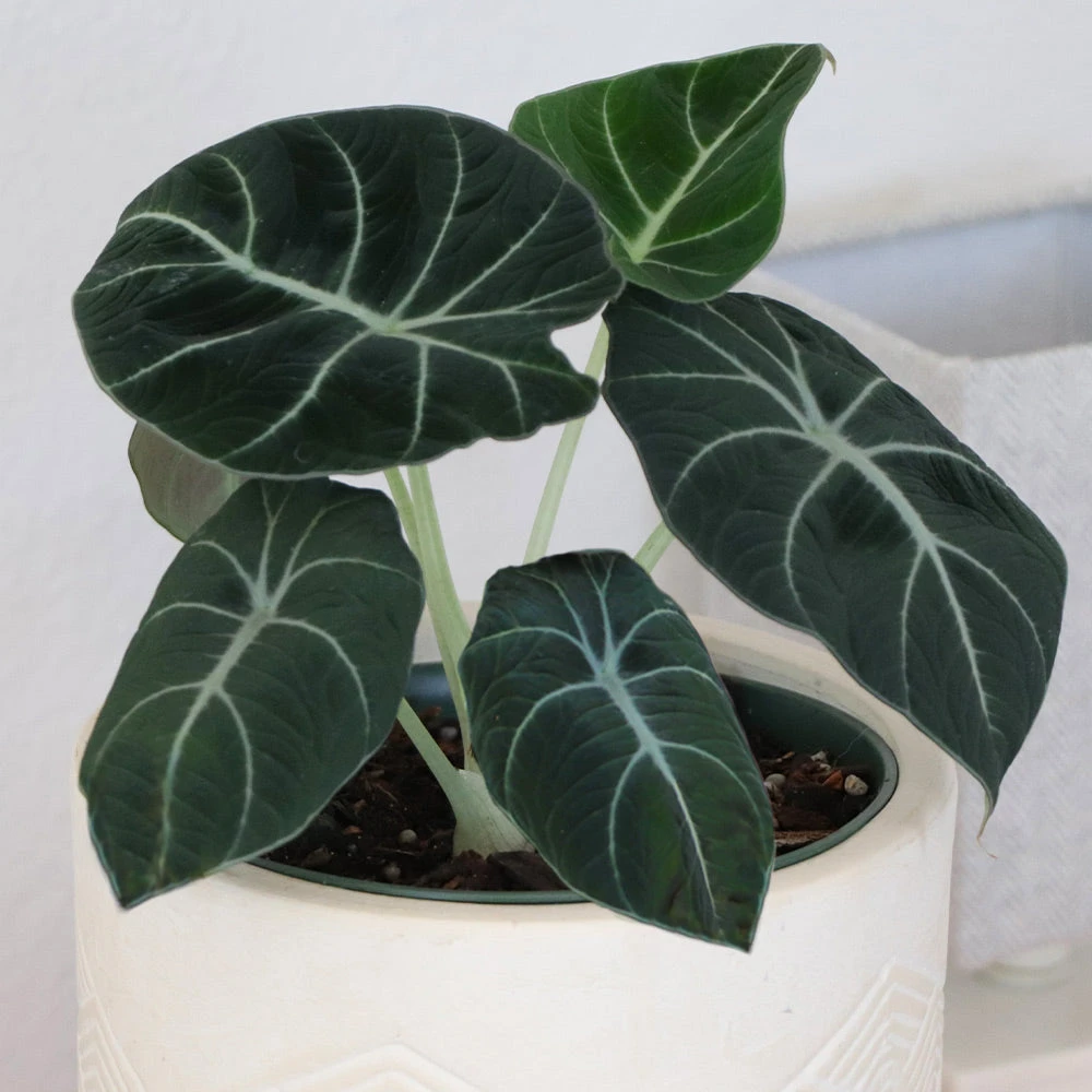 Alocasia Black Velvet 4 Alocasia Black Velvet - Image 4