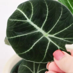 Alocasia Black Velvet 6 Alocasia Black Velvet -Fast Growing Trees Shop ALocasia Black Velvet FGT 5