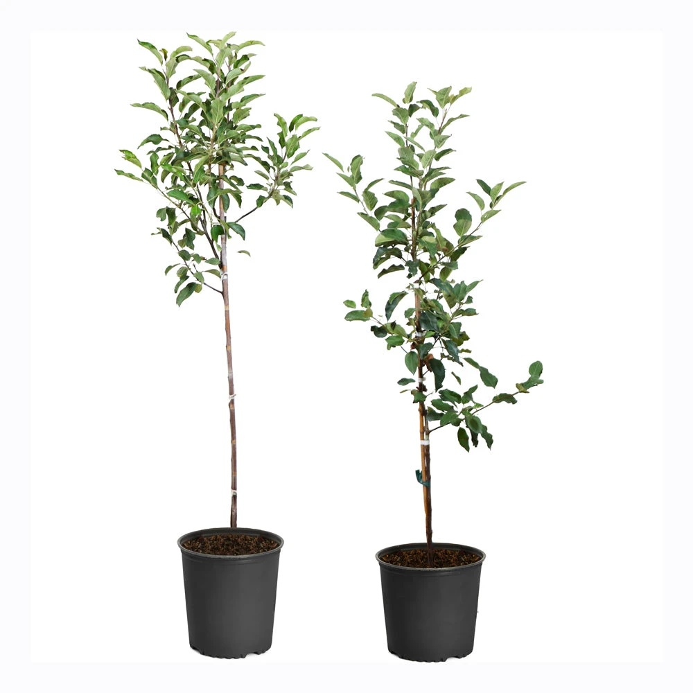 Apple Pollinator Pack 2 Apple Pollinator Pack - Image 2