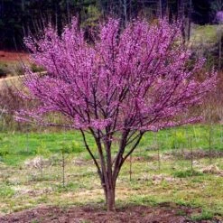 Ace Of Hearts Redbud Tree -Fast Growing Trees Shop Ace of Hearts 1