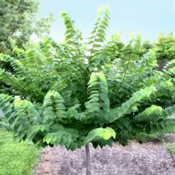 Ace Of Hearts Redbud Tree -Fast Growing Trees Shop Ace of Hearts 2