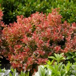 Admiration Barberry Shrub 6 Admiration Barberry Shrub -Fast Growing Trees Shop Admiration Barberry 1