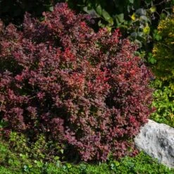 Admiration Barberry Shrub 7 Admiration Barberry Shrub -Fast Growing Trees Shop Admiration Barberry 2