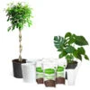 All-in-One House Plant Starter Kit