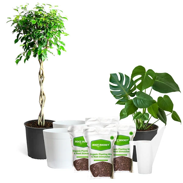 All-in-One House Plant Starter Kit 1 All-in-One House Plant Starter Kit