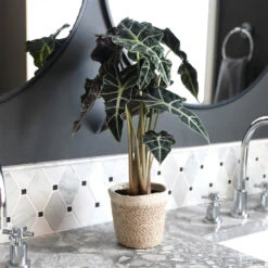 Alocasia Polly With Decorative Pot 13 Alocasia Polly With Decorative Pot -Fast Growing Trees Shop Alocasia 2