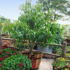 Alphonso Mango -Fast Growing Trees Shop Alphonso Mango 1 FGT