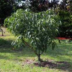 Alphonso Mango -Fast Growing Trees Shop Alphonso Mango 6 FGT