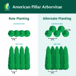 Full Speed A Hedge® American Pillar Arborvitae 13 Full Speed A Hedge® American Pillar Arborvitae -Fast Growing Trees Shop AmericanPillarArborvitae