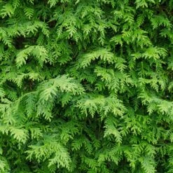 American Arborvitae 8 American Arborvitae -Fast Growing Trees Shop American Arborvitae