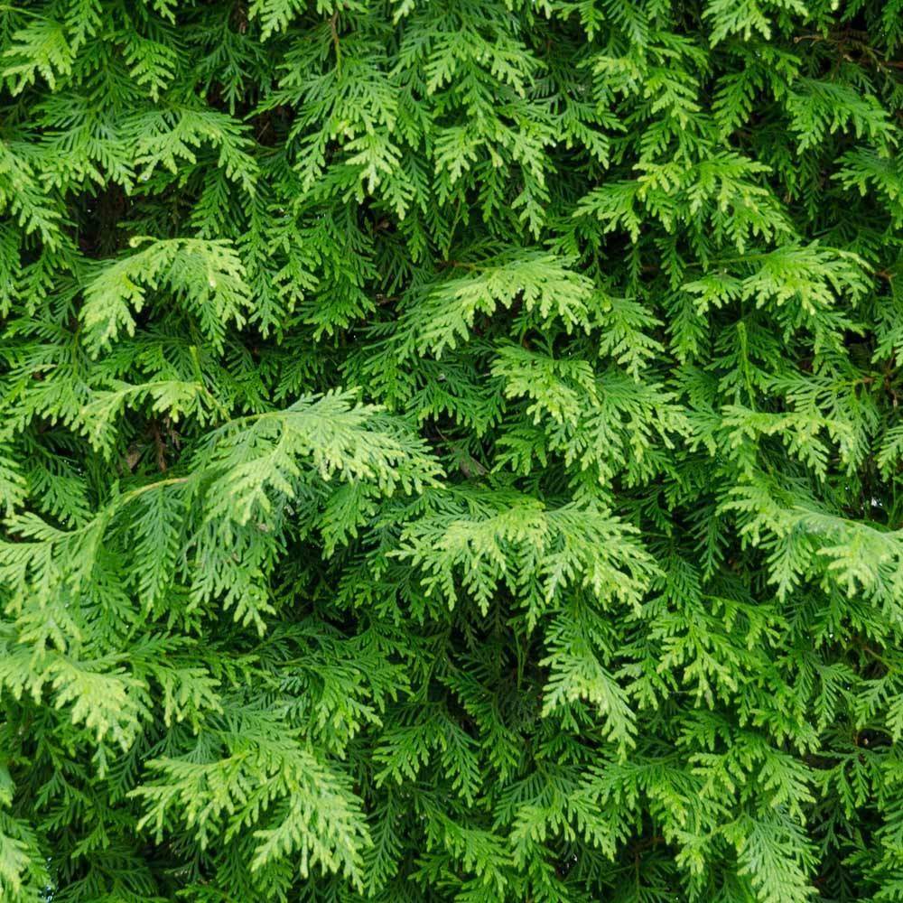 American Arborvitae 3 American Arborvitae - Image 3
