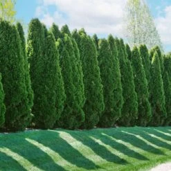 American Arborvitae 10 American Arborvitae -Fast Growing Trees Shop American Arborvitae 2 FGT