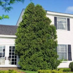 American Arborvitae 11 American Arborvitae -Fast Growing Trees Shop American Arborvitae 6