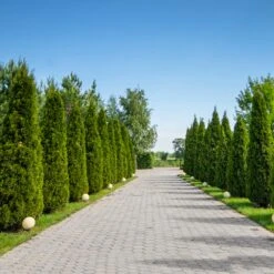 American Arborvitae 9 American Arborvitae -Fast Growing Trees Shop American Arborvitae 8 FGT