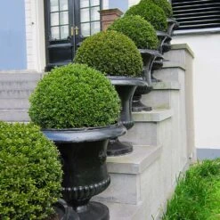 American Boxwood Shrub -Fast Growing Trees Shop American Boxwood 3 FGT