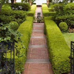 American Boxwood Shrub -Fast Growing Trees Shop American Boxwood 6 FGT