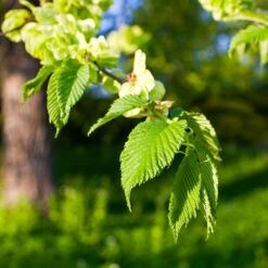 American Elm Tree -Fast Growing Trees Shop American Elm Tree 2 FGT