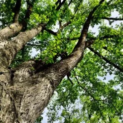 American Elm Tree -Fast Growing Trees Shop American Elm Tree 7