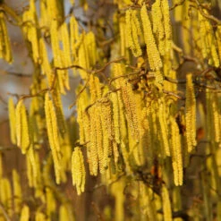 American Hazelnut Filbert 9 American Hazelnut Filbert -Fast Growing Trees Shop American Hazelnut 2