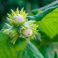 American Hazelnut Filbert 8 American Hazelnut Filbert -Fast Growing Trees Shop American Hazelnut 5 FGT