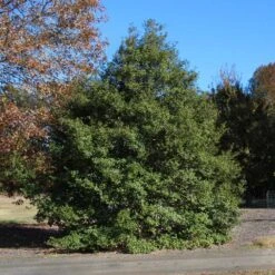 Greenleaf American Holly Shrub 7 Greenleaf American Holly Shrub -Fast Growing Trees Shop American Holly Greenleaf 1 FGT