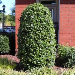 Greenleaf American Holly Shrub 9 Greenleaf American Holly Shrub -Fast Growing Trees Shop American Holly Greenleaf 6 FGT