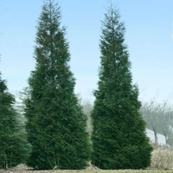 Full Speed A Hedge® American Pillar Arborvitae 9 Full Speed A Hedge® American Pillar Arborvitae -Fast Growing Trees Shop American Pillar Arborvitae 1