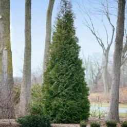 Full Speed A Hedge® American Pillar Arborvitae 10 Full Speed A Hedge® American Pillar Arborvitae -Fast Growing Trees Shop American Pillar Arborvitae 2