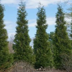 Full Speed A Hedge® American Pillar Arborvitae 11 Full Speed A Hedge® American Pillar Arborvitae -Fast Growing Trees Shop American Pillar Arborvitae 3