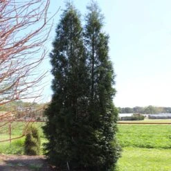 Full Speed A Hedge® American Pillar Arborvitae 12 Full Speed A Hedge® American Pillar Arborvitae -Fast Growing Trees Shop American Pillar Arborvitae 5 FGT