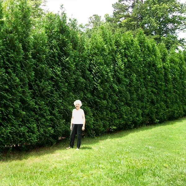 Full Speed A Hedge® American Pillar Arborvitae 1 Full Speed A Hedge® American Pillar Arborvitae