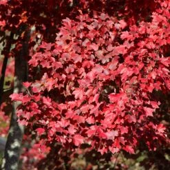 American Red Maple Tree -Fast Growing Trees Shop American Red Maple