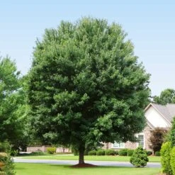 American Red Maple Tree -Fast Growing Trees Shop American Red Maple 2