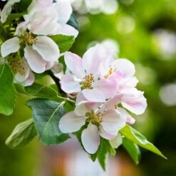 Anna Apple Tree -Fast Growing Trees Shop Anna Apple 1 6ac817cf 0936 4957 bb7e 4a35df104b72