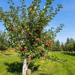 Anna Apple Tree -Fast Growing Trees Shop Anna Apple 5 18fd1efa 6104 495b b124 94041e7fae48