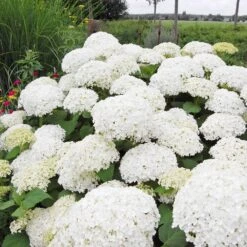Annabelle Hydrangea Shrub -Fast Growing Trees Shop Annabelle Hydrangea 1 FGT