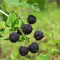 Apache Blackberry - USDA Organic 6 Apache Blackberry - USDA Organic -Fast Growing Trees Shop Apache Blackberry 450 D1 4179cffd f3d4 477a bfba 36257375e93a