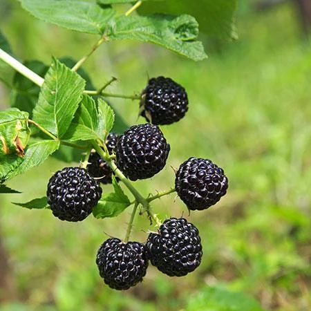 Apache Blackberry - USDA Organic 3 Apache Blackberry - USDA Organic - Image 3