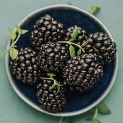 Apache Blackberry - USDA Organic 7 Apache Blackberry - USDA Organic -Fast Growing Trees Shop Apache Blackberry 450 D2 0178c099 4324 413f a424 048cda519a64