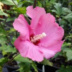 Aphrodite Rose Of Sharon Althea Shrub 6 Aphrodite Rose Of Sharon Althea Shrub -Fast Growing Trees Shop Aphrodite Rose of Sharon 1